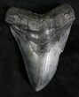 Large Megalodon Tooth - South Carolina #28165-1